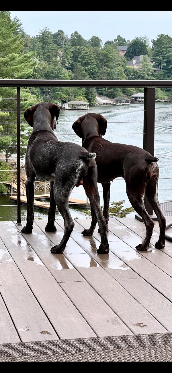 /Images/uploads/Southeast German Shorthaired Pointer Rescue/segspcalendarcontest/entries/31108thumb.jpg